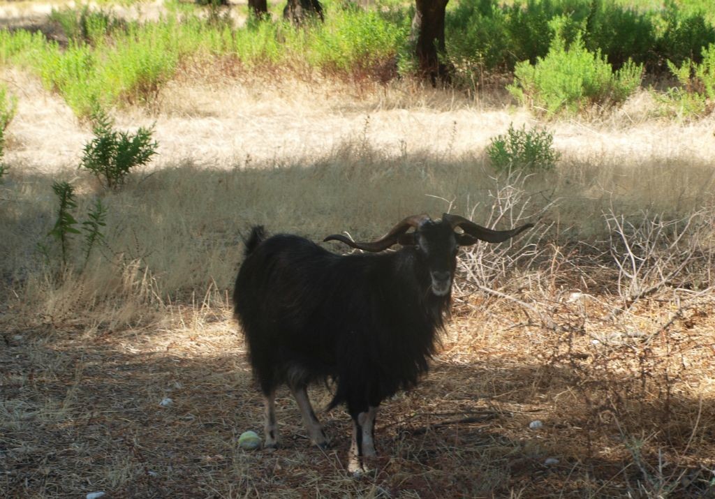 antisamos