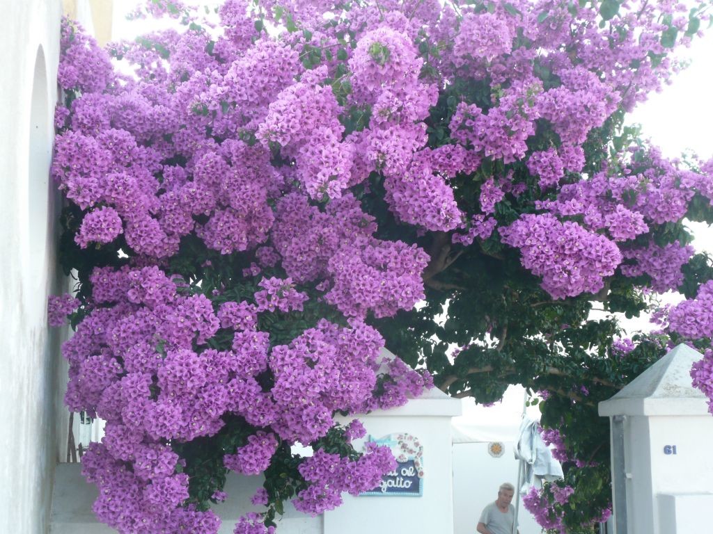 ventotene
