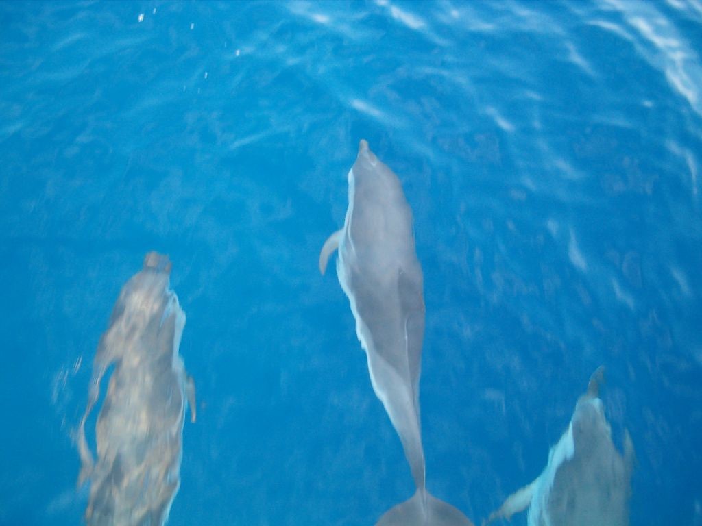 porquerolles-delfini