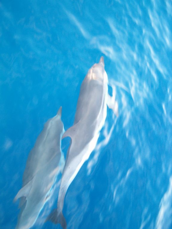 porquerolles-delfini