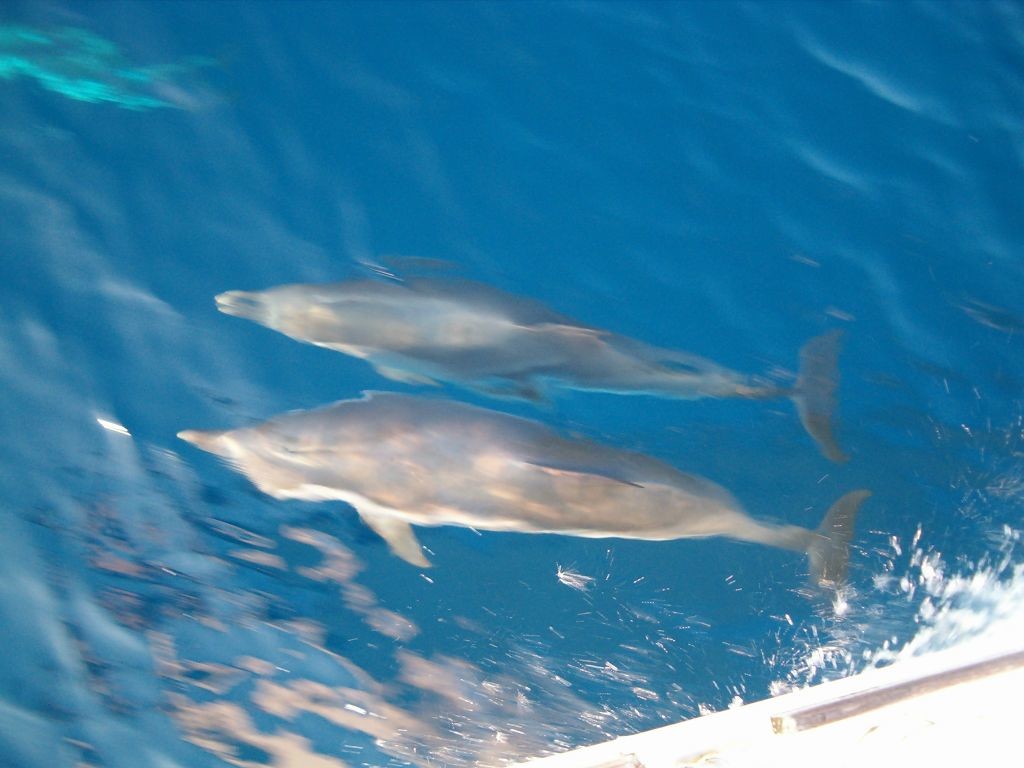 delfini